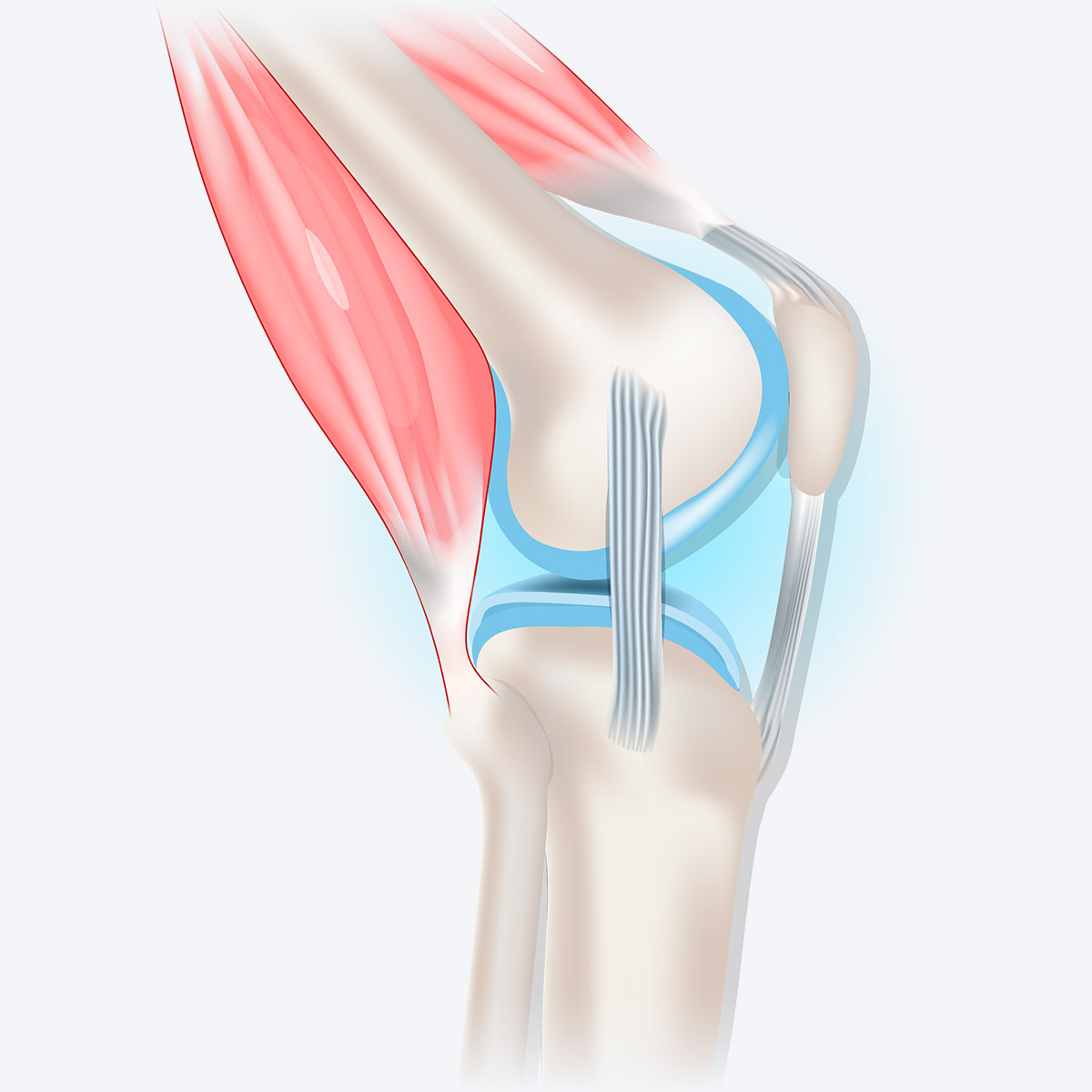 knee diagram with bones and muscles