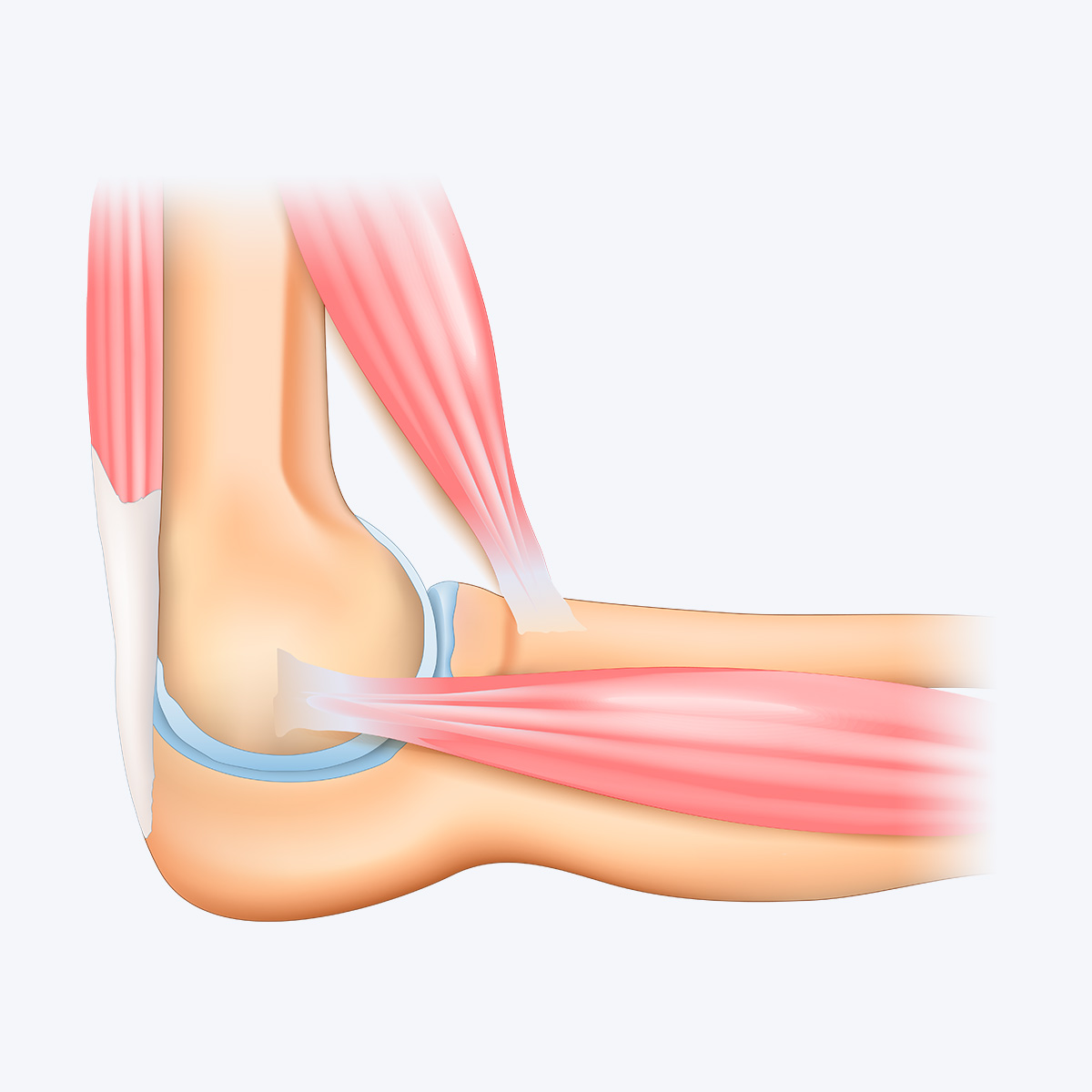 elbow joint diagram