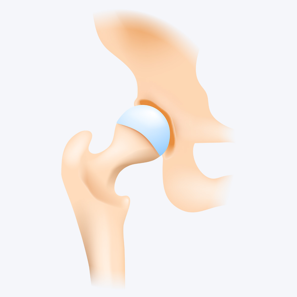 hip joint diagram