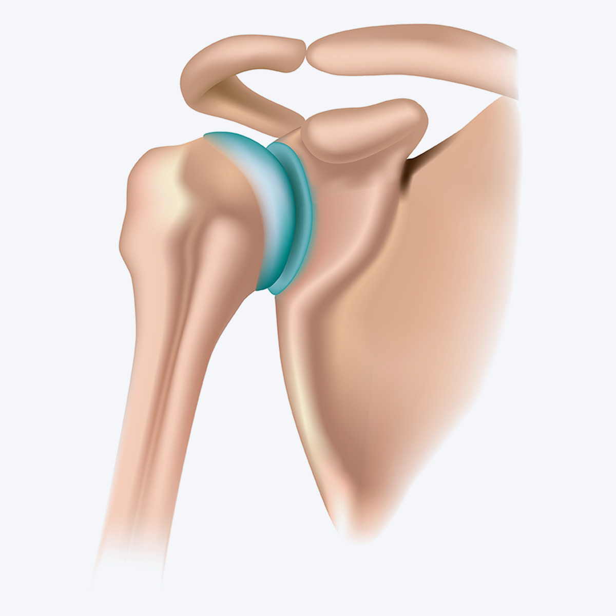 shoulder joint diagram